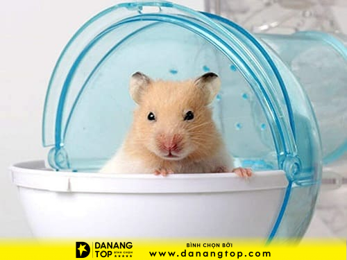 Hamster Đà Nẵng tại thế giới thú cưng