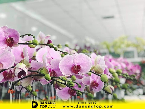 Shop hoa lan Đà Nẵng - Shop hoa bốn mùa